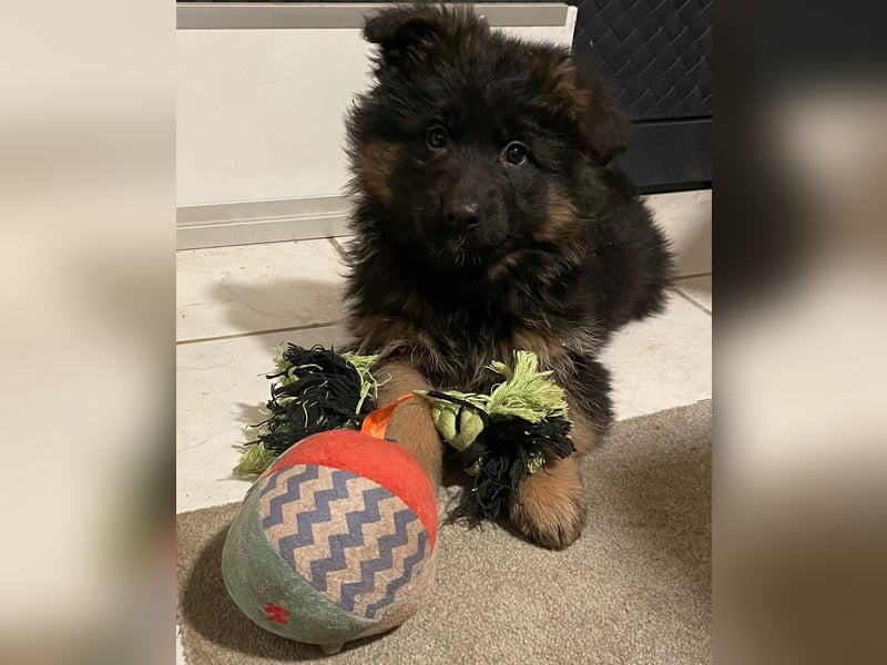 Deutsche Schäferhund Welpen