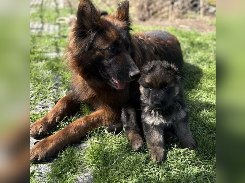 Schäferhundwelpe