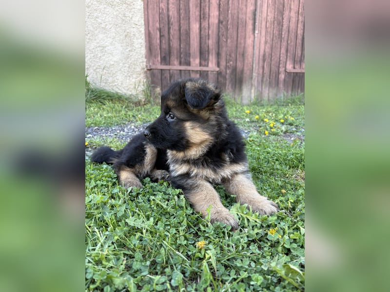 Schäferhundwelpe