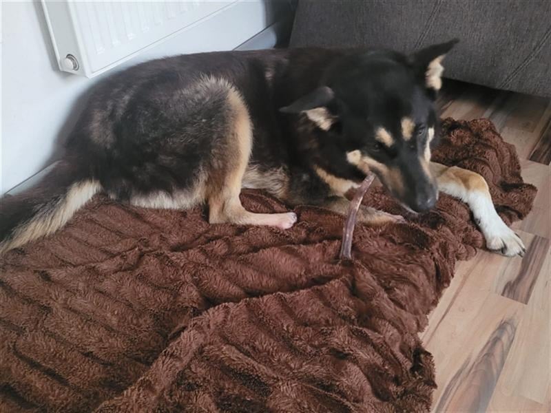 Jessy die Kämpferin, so viel gelitten und trotzdem so liebevoll und dankbar