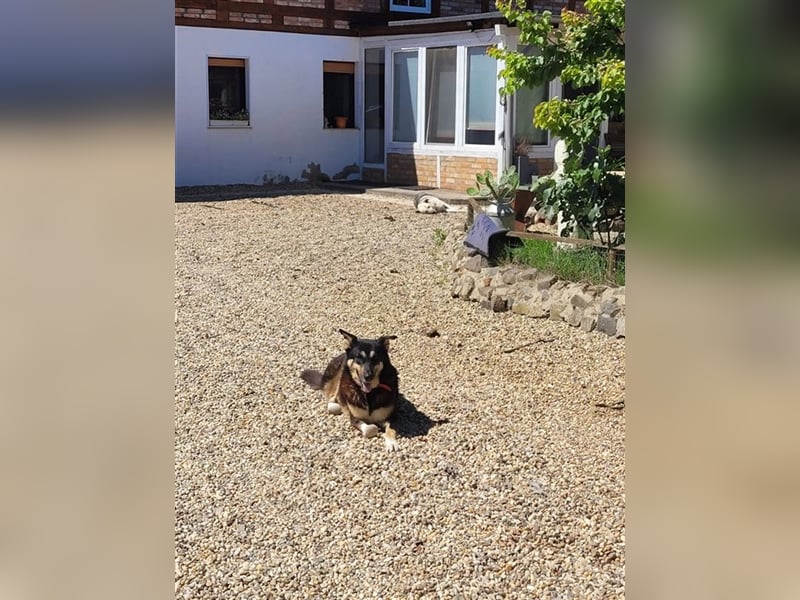 Jessy die Kämpferin, so viel gelitten und trotzdem so liebevoll und dankbar