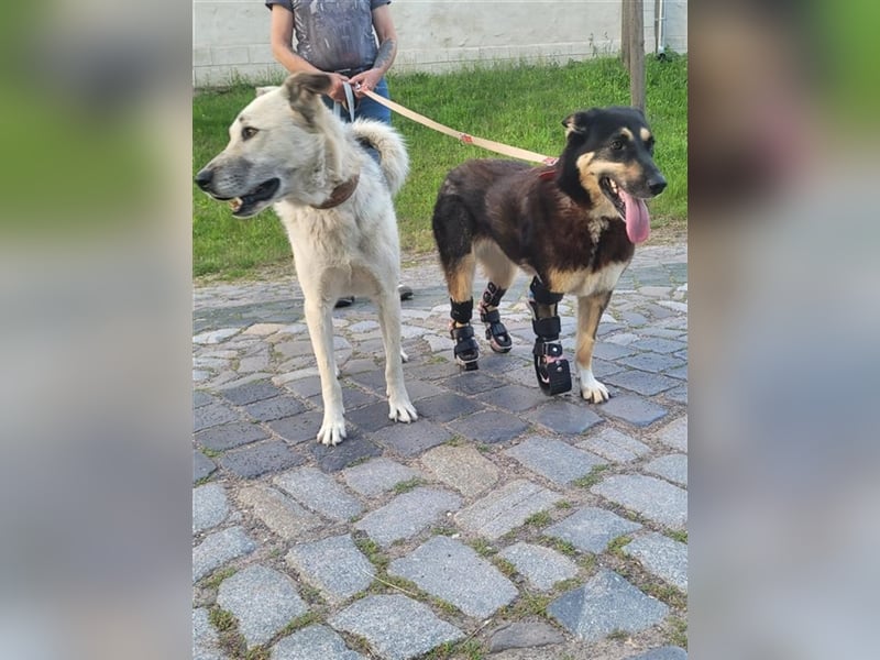 Jessy die Kämpferin, so viel gelitten und trotzdem so liebevoll und dankbar