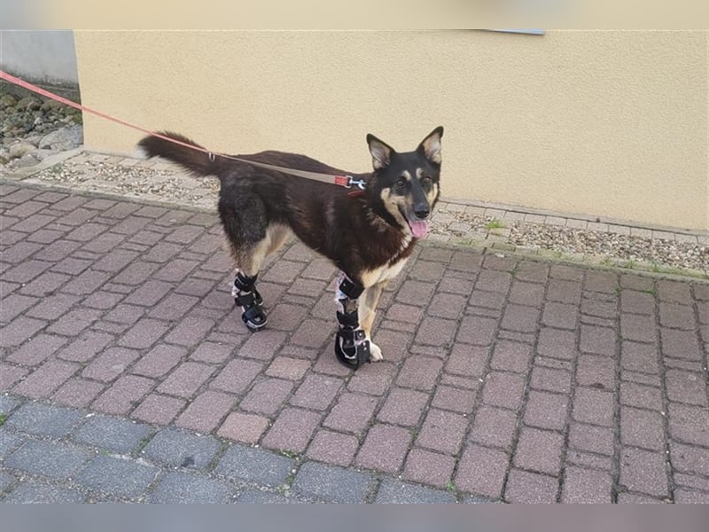 Jessy die Kämpferin, so viel gelitten und trotzdem so liebevoll und dankbar