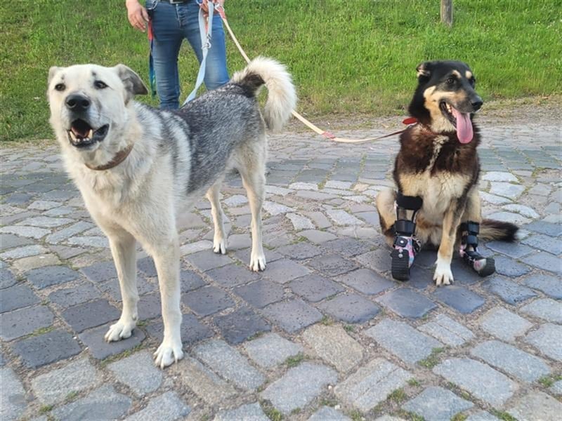 Jessy die Kämpferin, so viel gelitten und trotzdem so liebevoll und dankbar