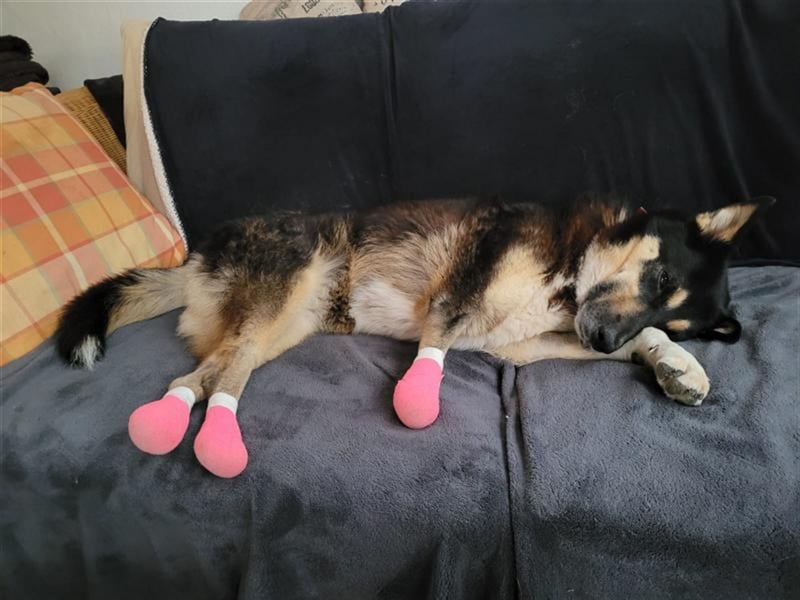 Jessy die Kämpferin, so viel gelitten und trotzdem so liebevoll und dankbar