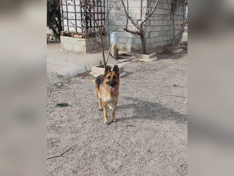 ❤️KIMBA❤️