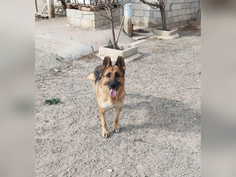❤️KIMBA❤️