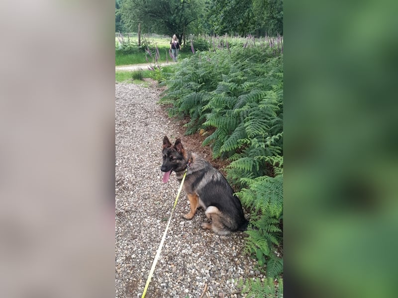 DRINGEND! Schöne Schäferhund Dame sucht neues Zuhause