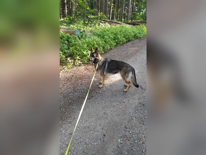 DRINGEND! Schöne Schäferhund Dame sucht neues Zuhause