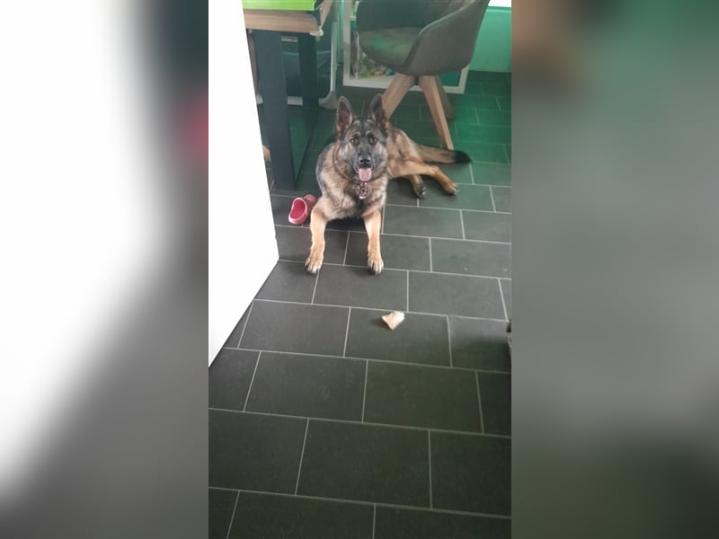 DRINGEND! Schöne Schäferhund Dame sucht neues Zuhause