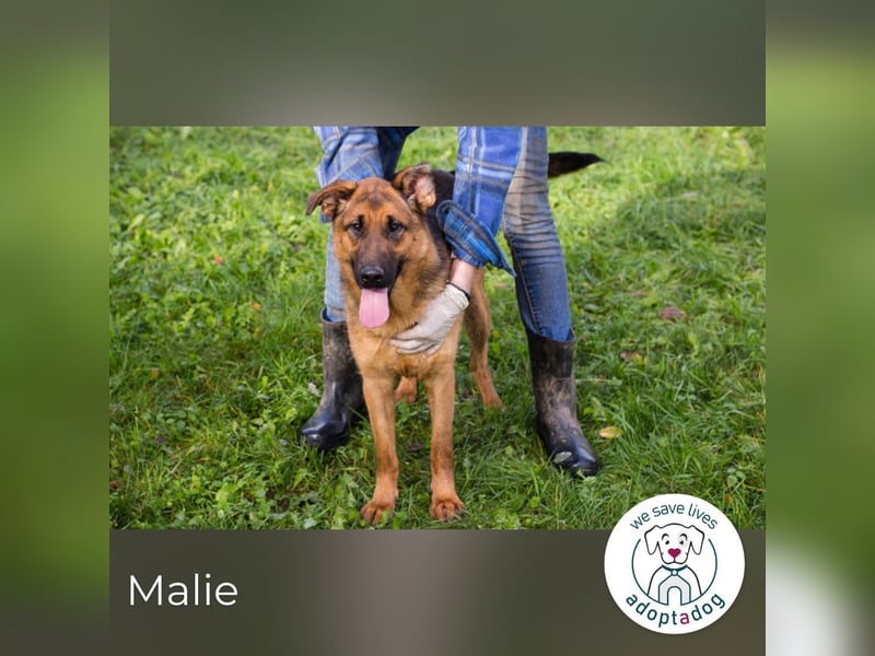 Malie – Aktive Hündin sucht Zuhause