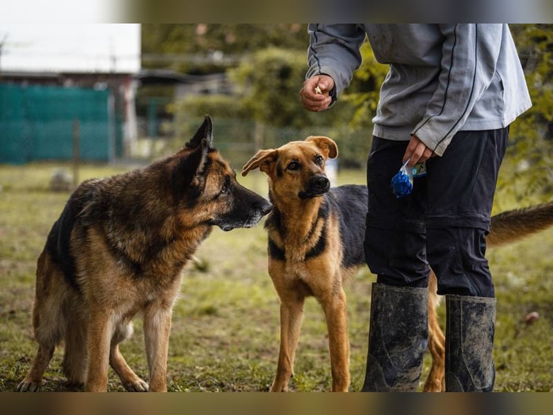 Tina: Traumhund sucht Traumzuhause