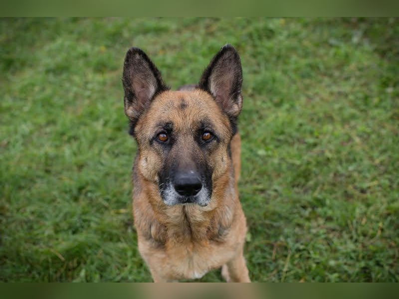 Tina: Traumhund sucht Traumzuhause