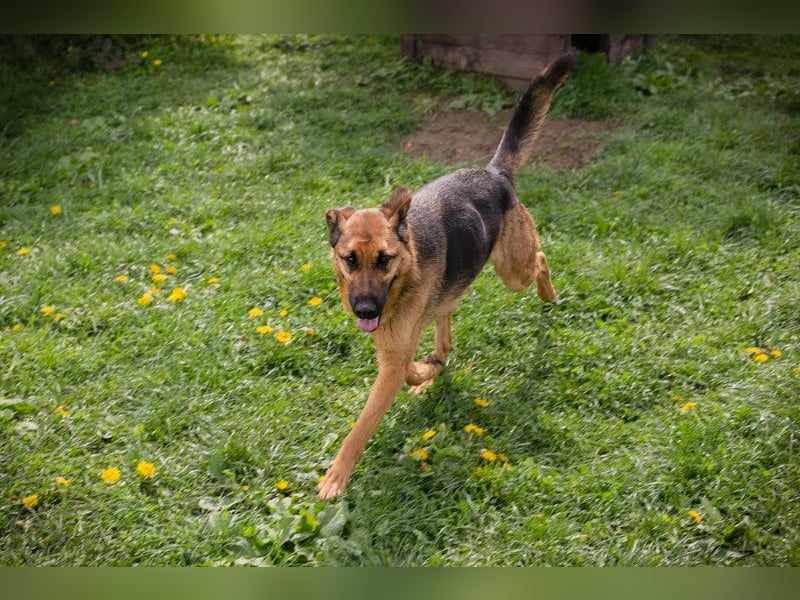 Malie – Aktive Hündin sucht Zuhause