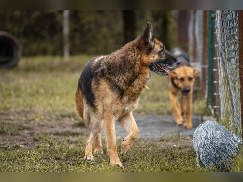 Tina: Traumhund sucht Traumzuhause