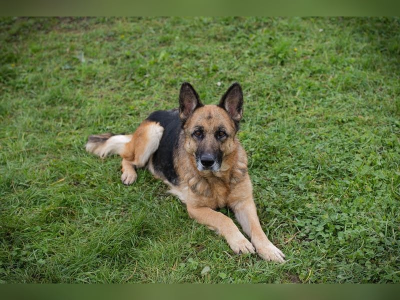 Tina: Traumhund sucht Traumzuhause