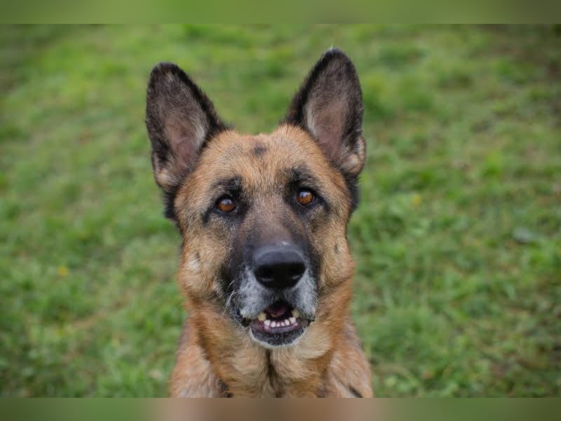 Tina: Traumhund sucht Traumzuhause