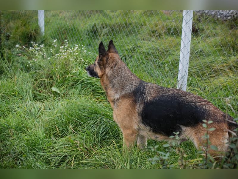 Tina: Traumhund sucht Traumzuhause