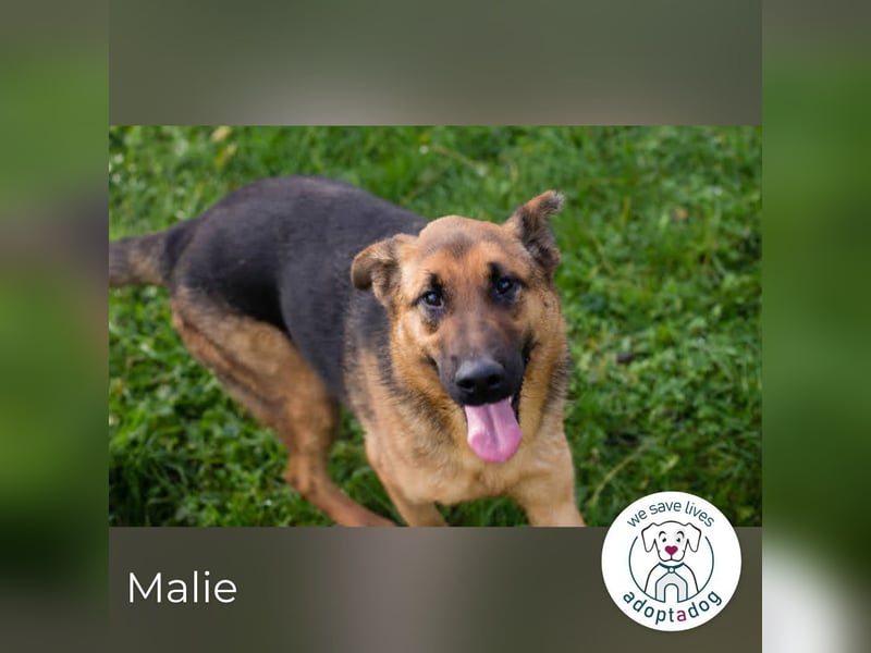 Malie – Aktive Hündin sucht Zuhause