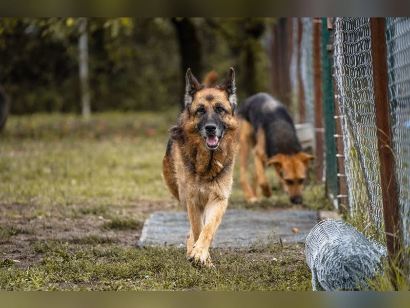 Tina: Traumhund sucht Traumzuhause