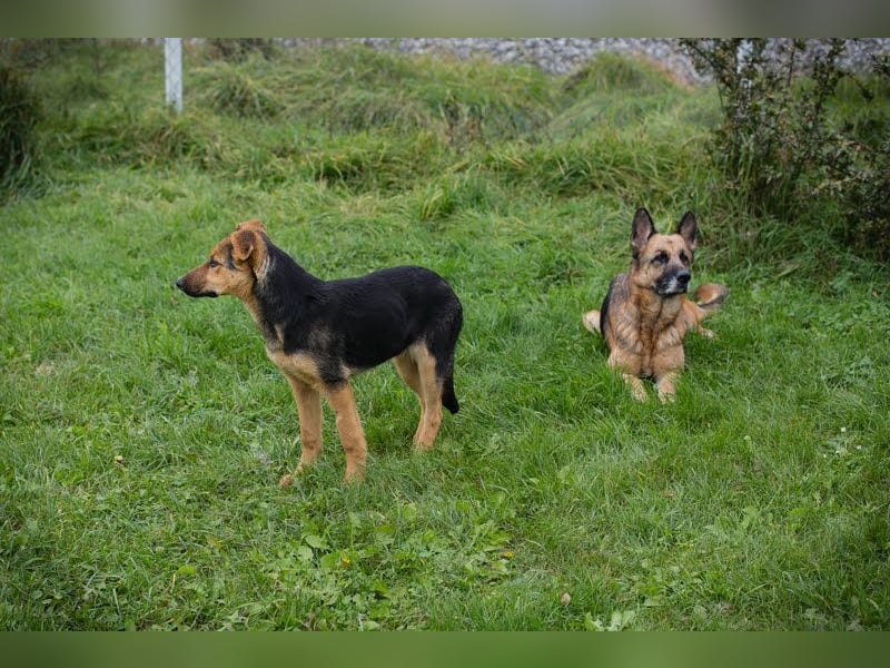 Tina: Traumhund sucht Traumzuhause