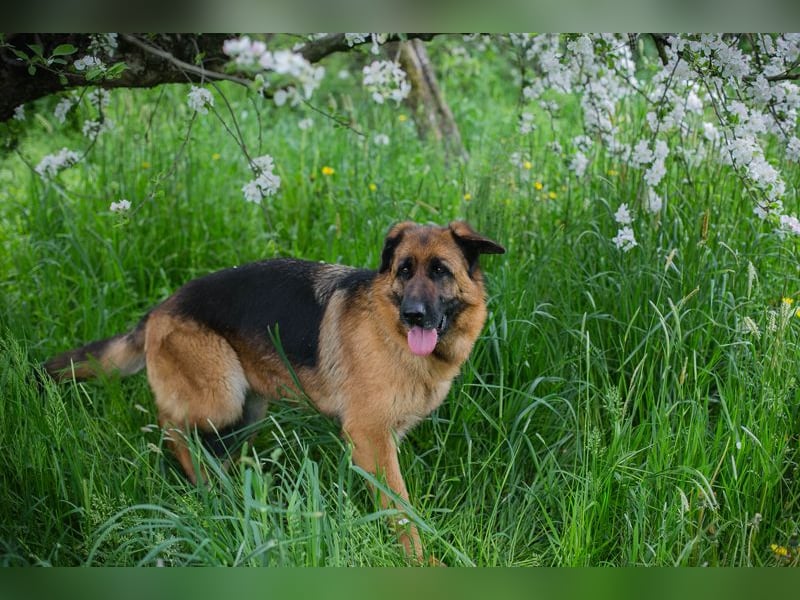 Flora: Sucht ein Zuhause