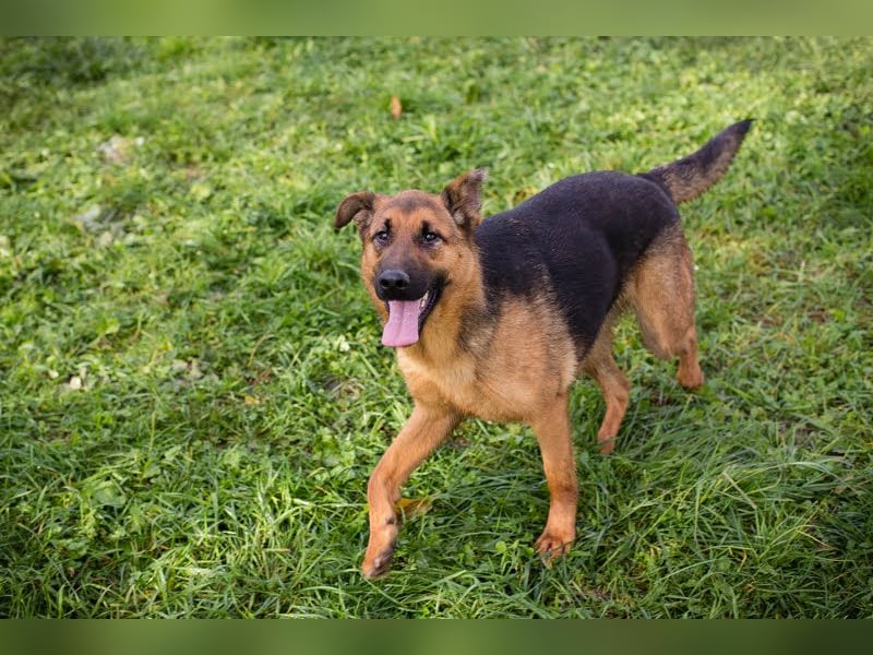 Malie – Aktive Hündin sucht Zuhause
