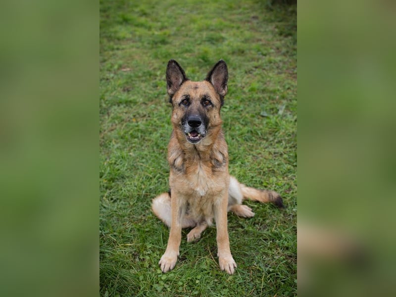 Tina: Traumhund sucht Traumzuhause