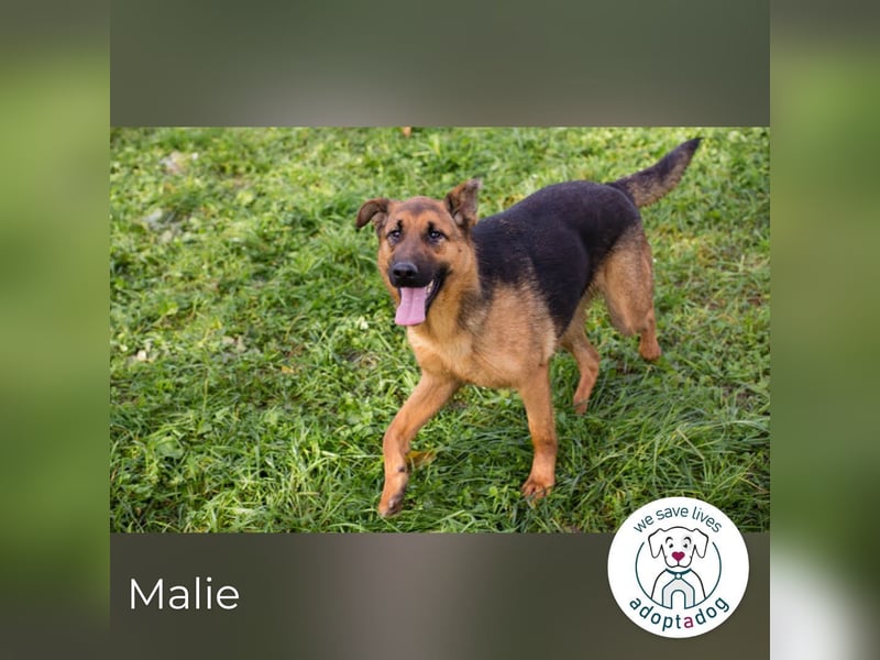 Malie – Aktive Hündin sucht Zuhause