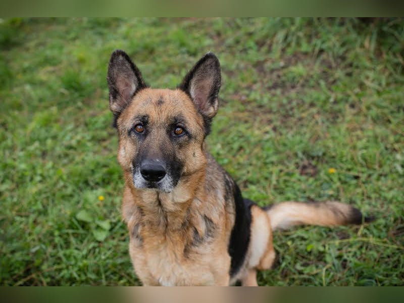 Tina: Traumhund sucht Traumzuhause