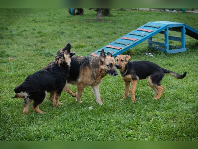 Tina: Traumhund sucht Traumzuhause