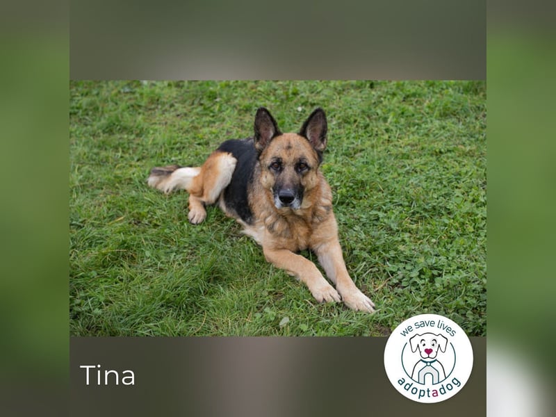 Tina: Traumhund sucht Traumzuhause
