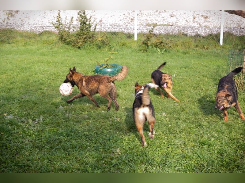 Malie – Aktive Hündin sucht Zuhause