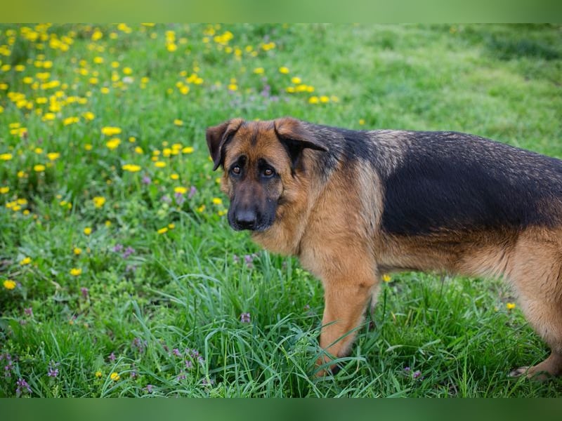 Flora: Sucht ein Zuhause