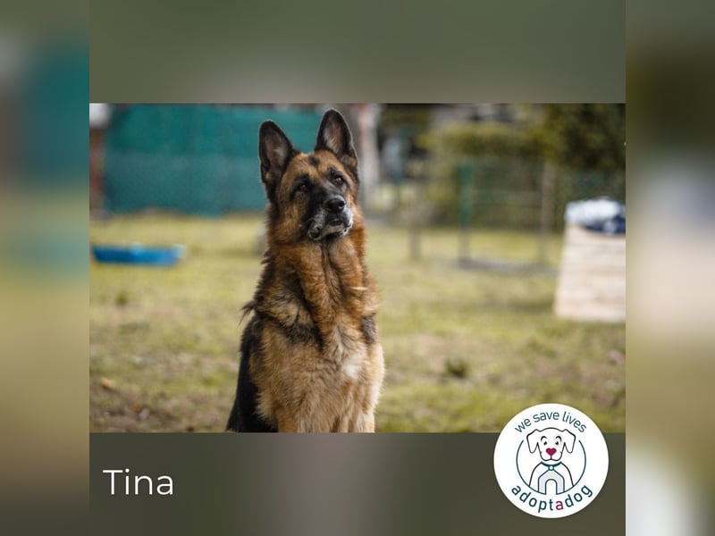 Tina: Traumhund sucht Traumzuhause