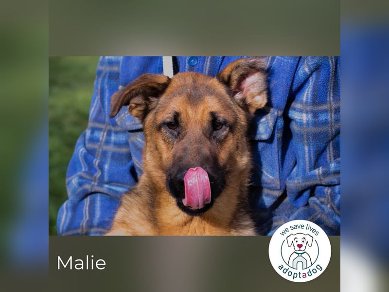 Malie – Aktive Hündin sucht Zuhause