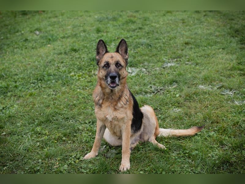 Tina: Traumhund sucht Traumzuhause