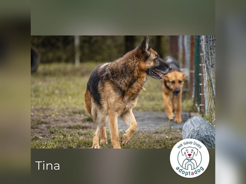 Tina: Traumhund sucht Traumzuhause