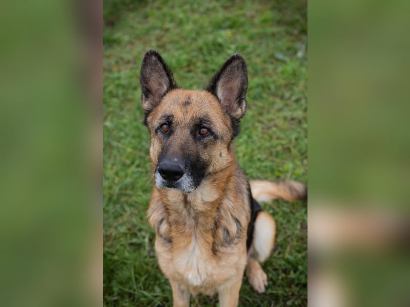 Tina: Traumhund sucht Traumzuhause