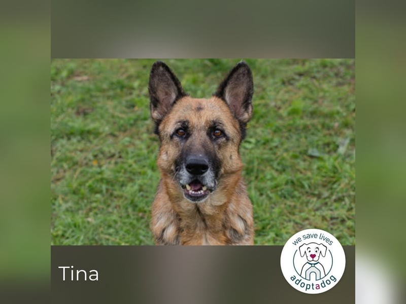 Tina: Traumhund sucht Traumzuhause