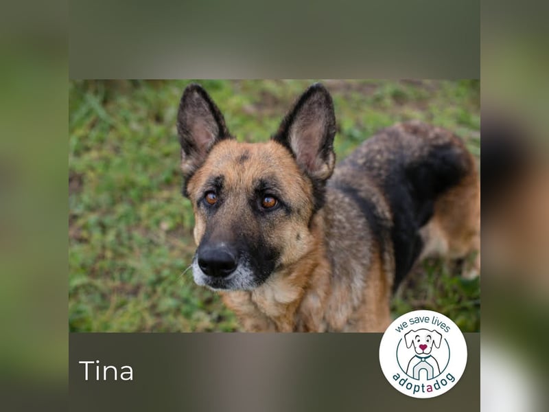Tina: Traumhund sucht Traumzuhause
