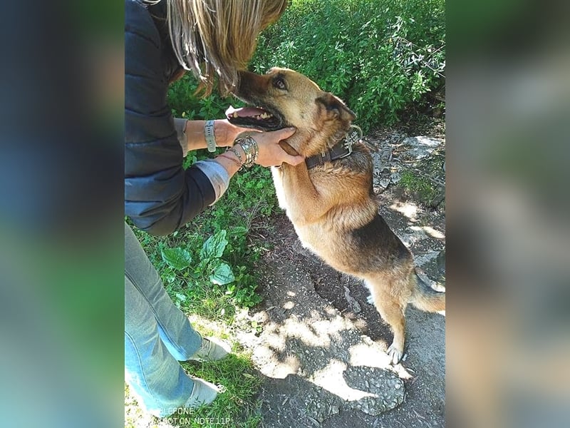 Die schöne, ältere Schäferhündin Emily ist eine liebe und treue Begleiterin.