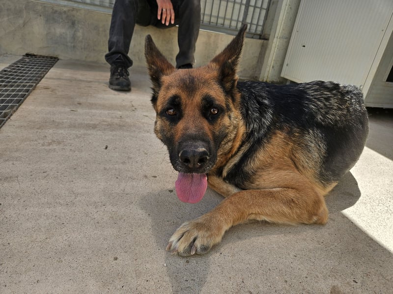 Gina: Traumhund für alle Schäferhundfreunde