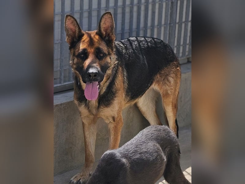 Gina: Traumhund für alle Schäferhundfreunde