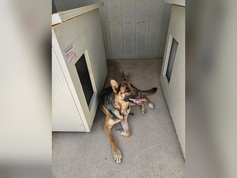 Gina: ein Traum für alle Schäferhundfreunde