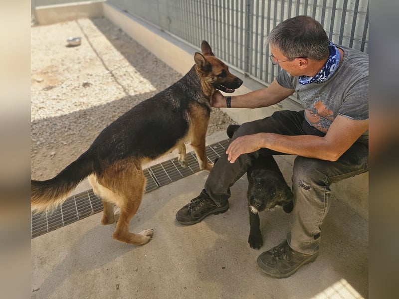Gina: Traumhund für alle Schäferhundfreunde