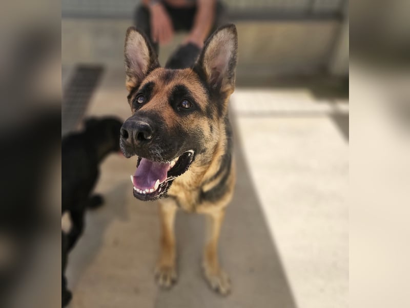 Gina: Traumhund für alle Schäferhundfreunde