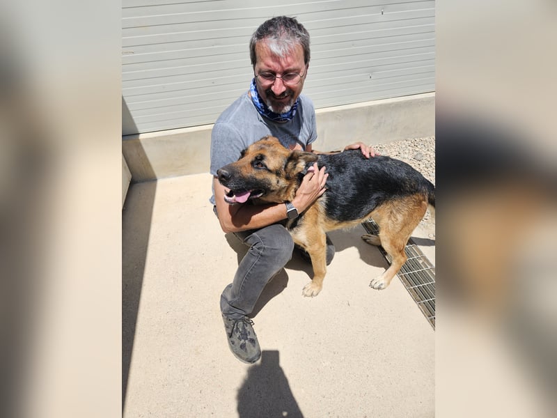 Gina: ein Traum für alle Schäferhundfreunde
