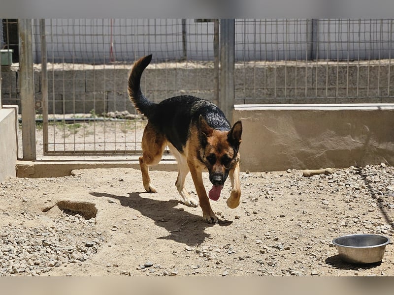 Gina: Traumhund für alle Schäferhundfreunde