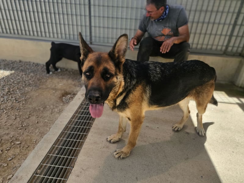 Gina: Traumhund für alle Schäferhundfreunde